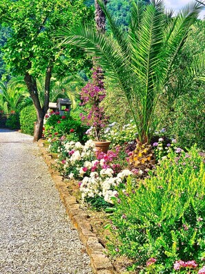 Un jardín con un sendero de grava, diversas plantas en flor y una palmera.