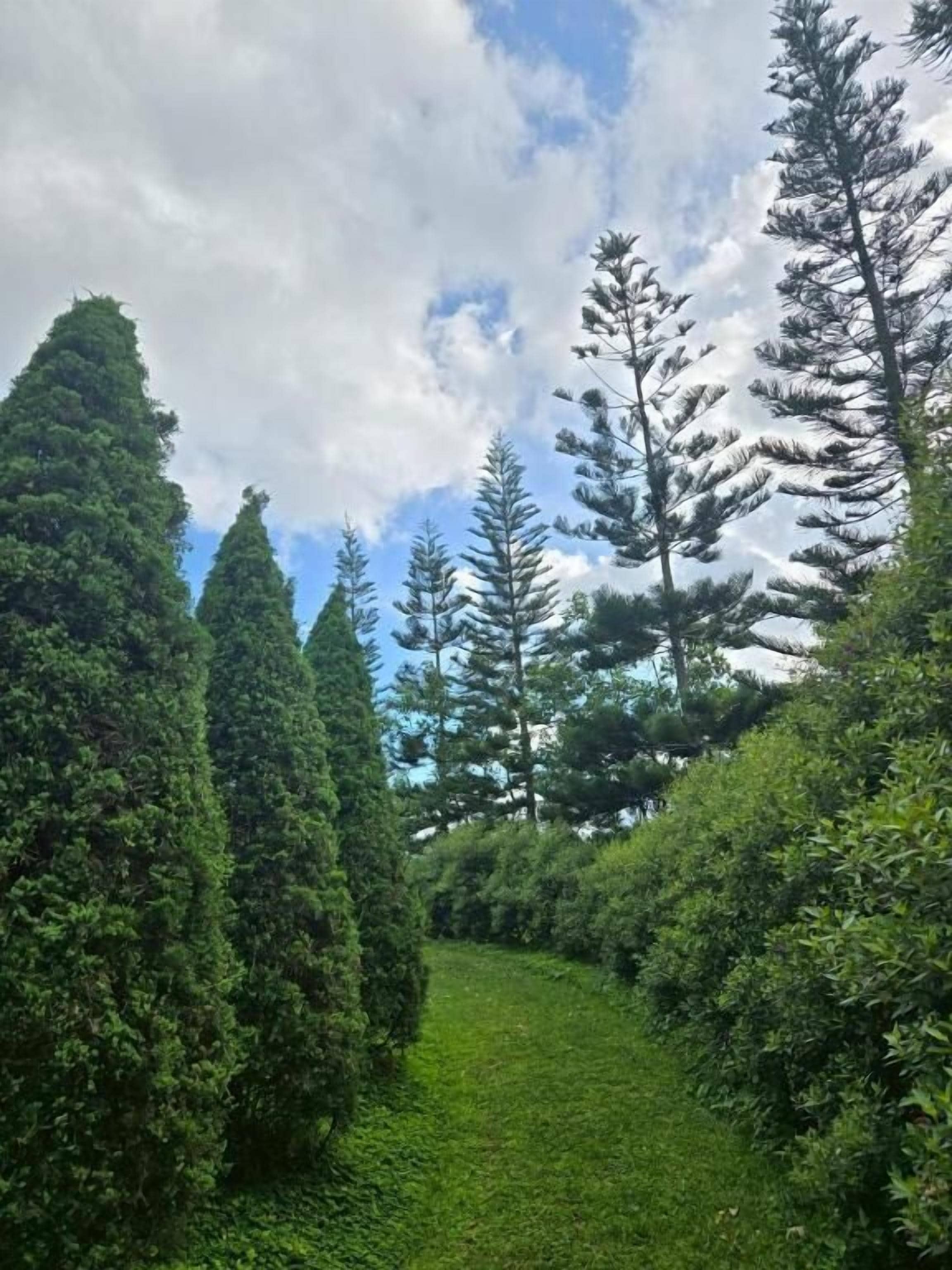 Un sendero rodeado de vegetación exuberante y altos árboles, que conduce a un área boscosa.