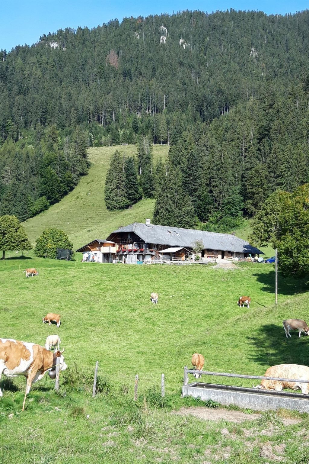 Ländliche Landschaft mit einem Bauernhof, weidenden Kühen und einem bewaldeten Hügel im Hintergrund.