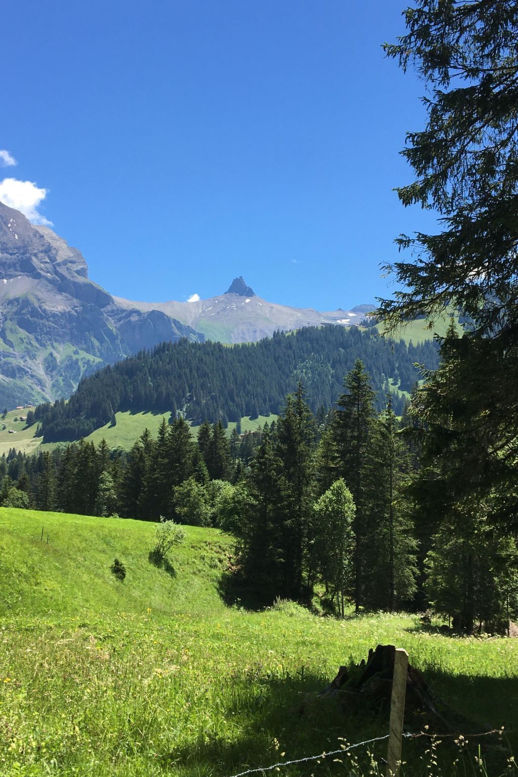 A mountainous landscape with a clear sky, dense forest, and a grassy field.