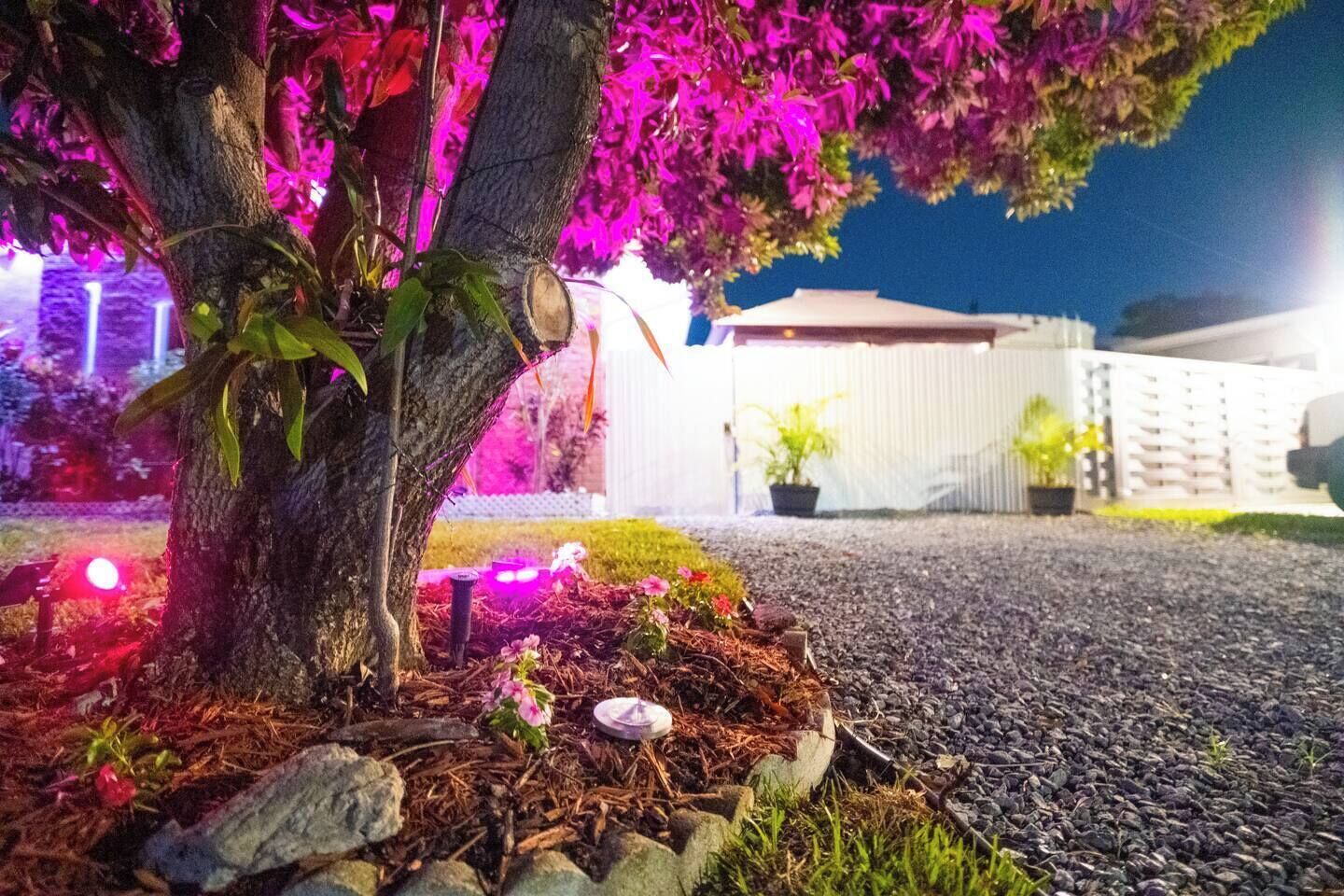Een boom met roze bloemen, een grindpad en een gebouw op de achtergrond.
