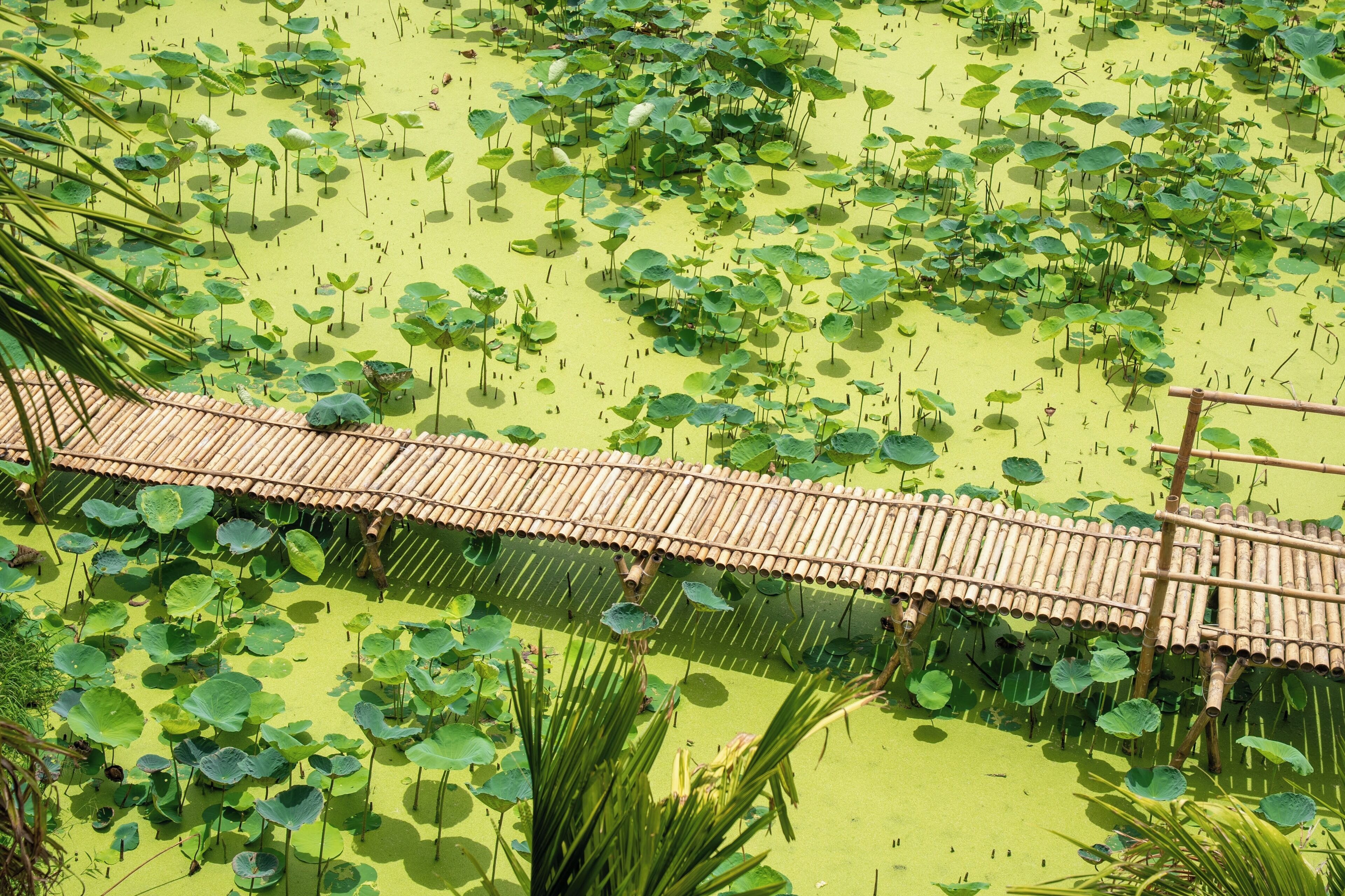 A bamboo bridge over a pond with lily pads.