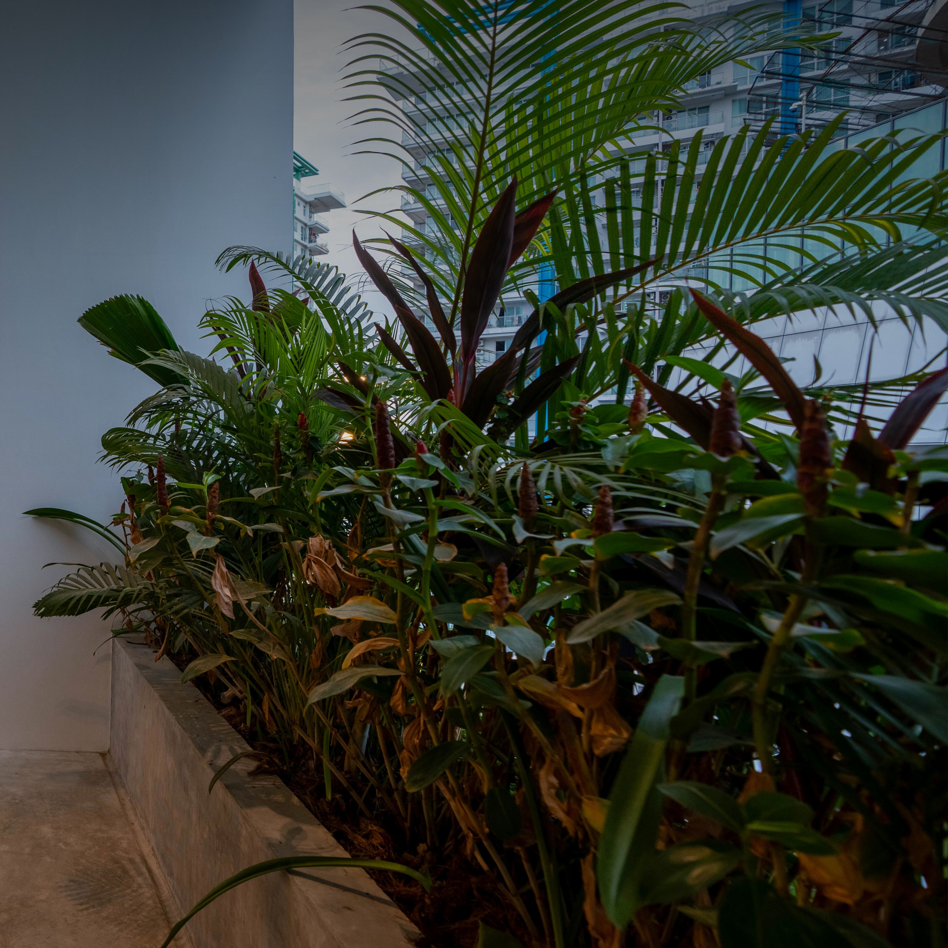 A variety of indoor plants in a planter box, with a modern building in the background.