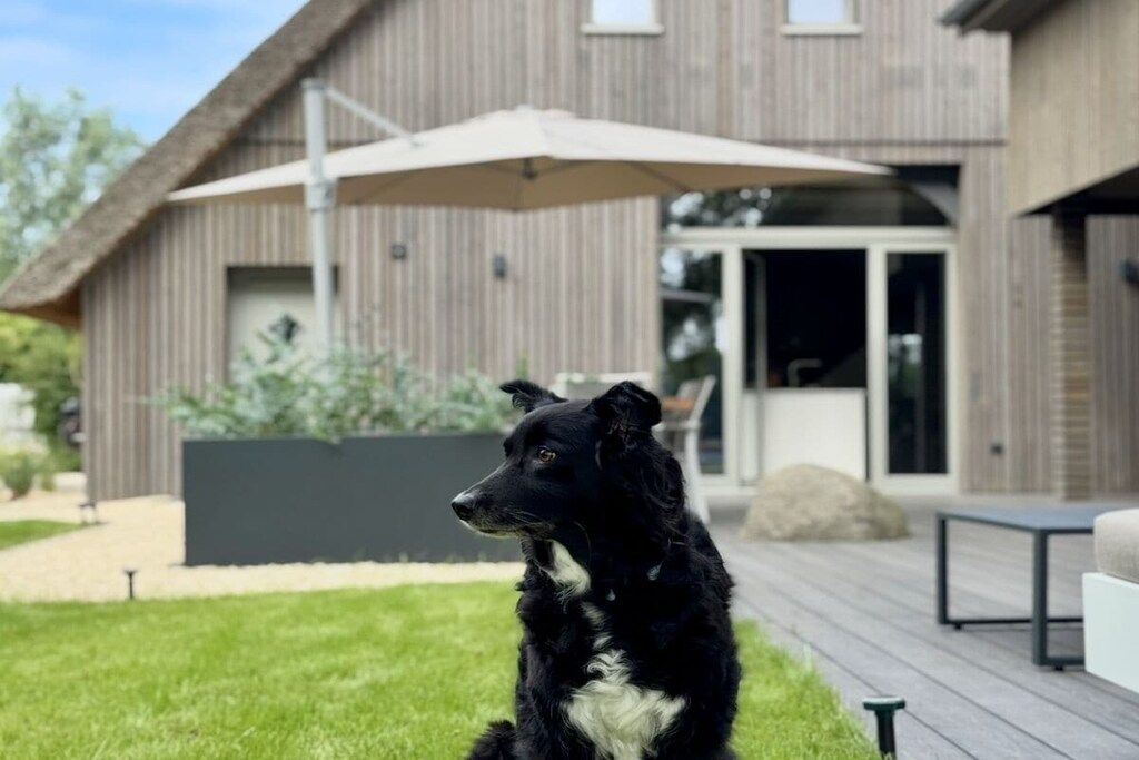 A dog sitting on a wooden deck with a house in the background.