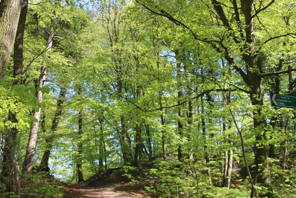 A forested path with a sign indicating a trail.
