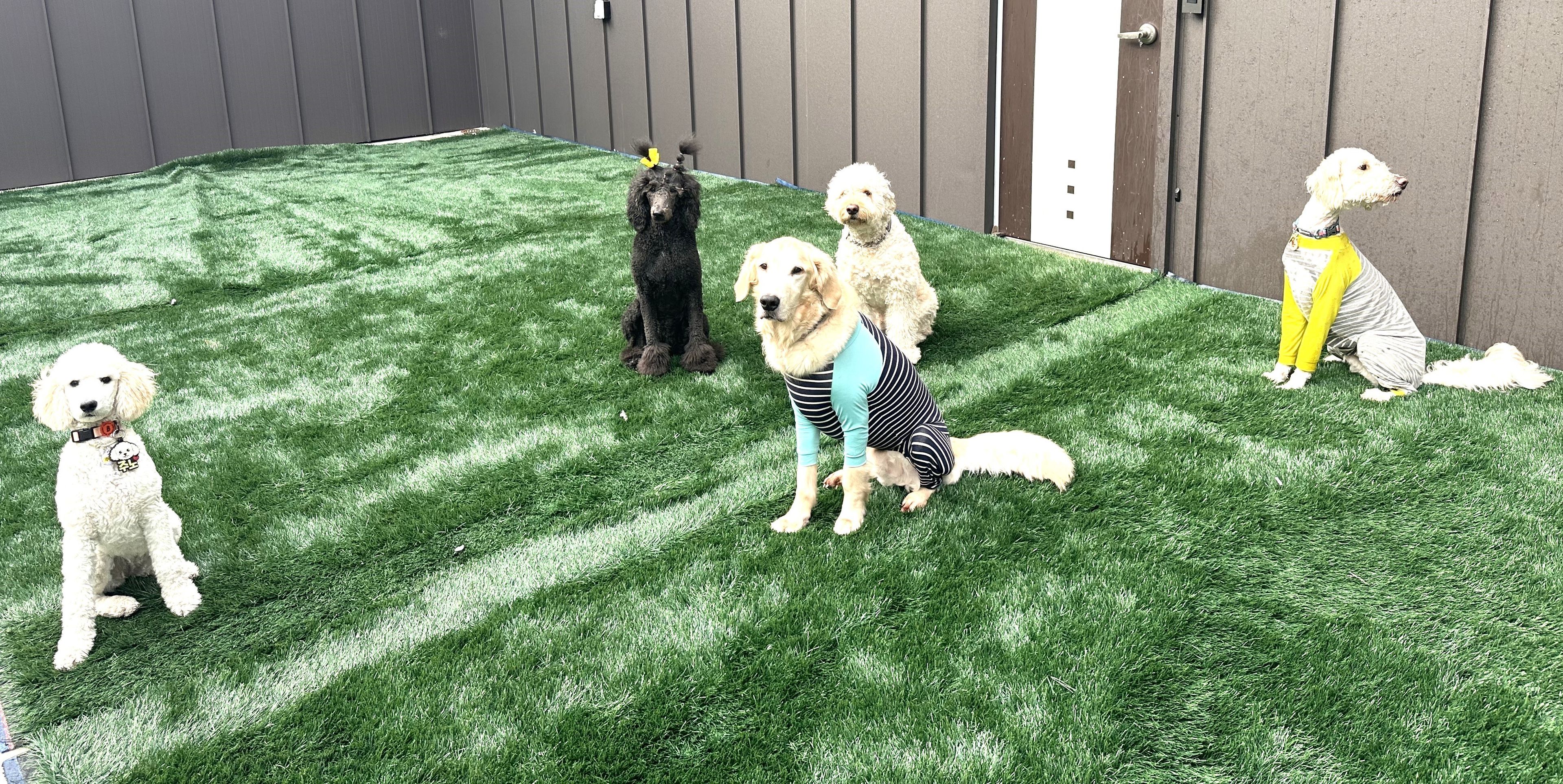 A group of dogs on artificial grass with a grey wall and a door in the background.