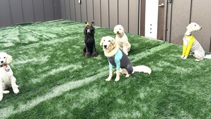 A group of dogs on artificial grass with a grey wall and a door in the background.