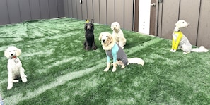 A group of dogs on artificial grass with a grey wall and a door in the background.