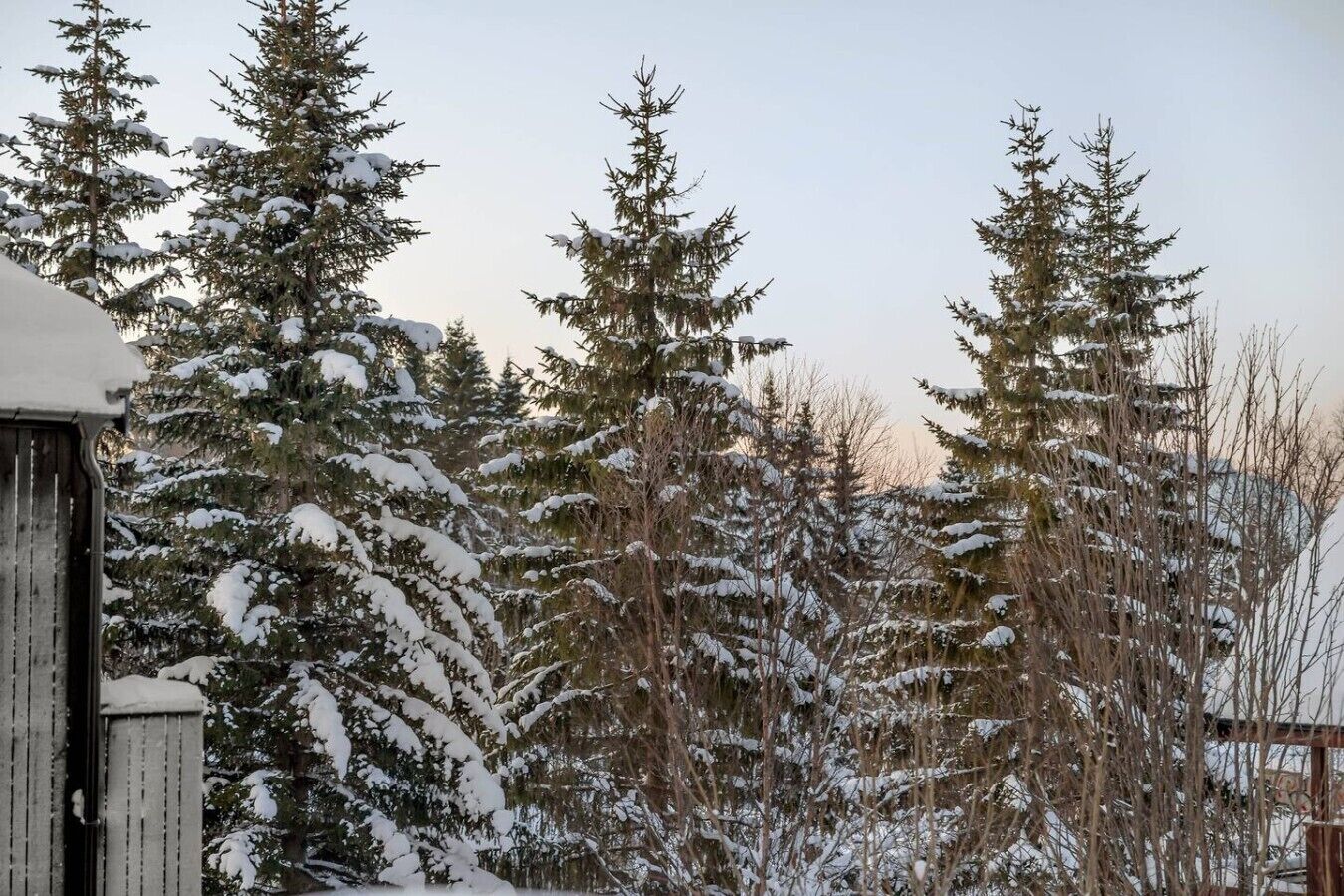 A snowy landscape with tall evergreen trees and a wooden structure.
