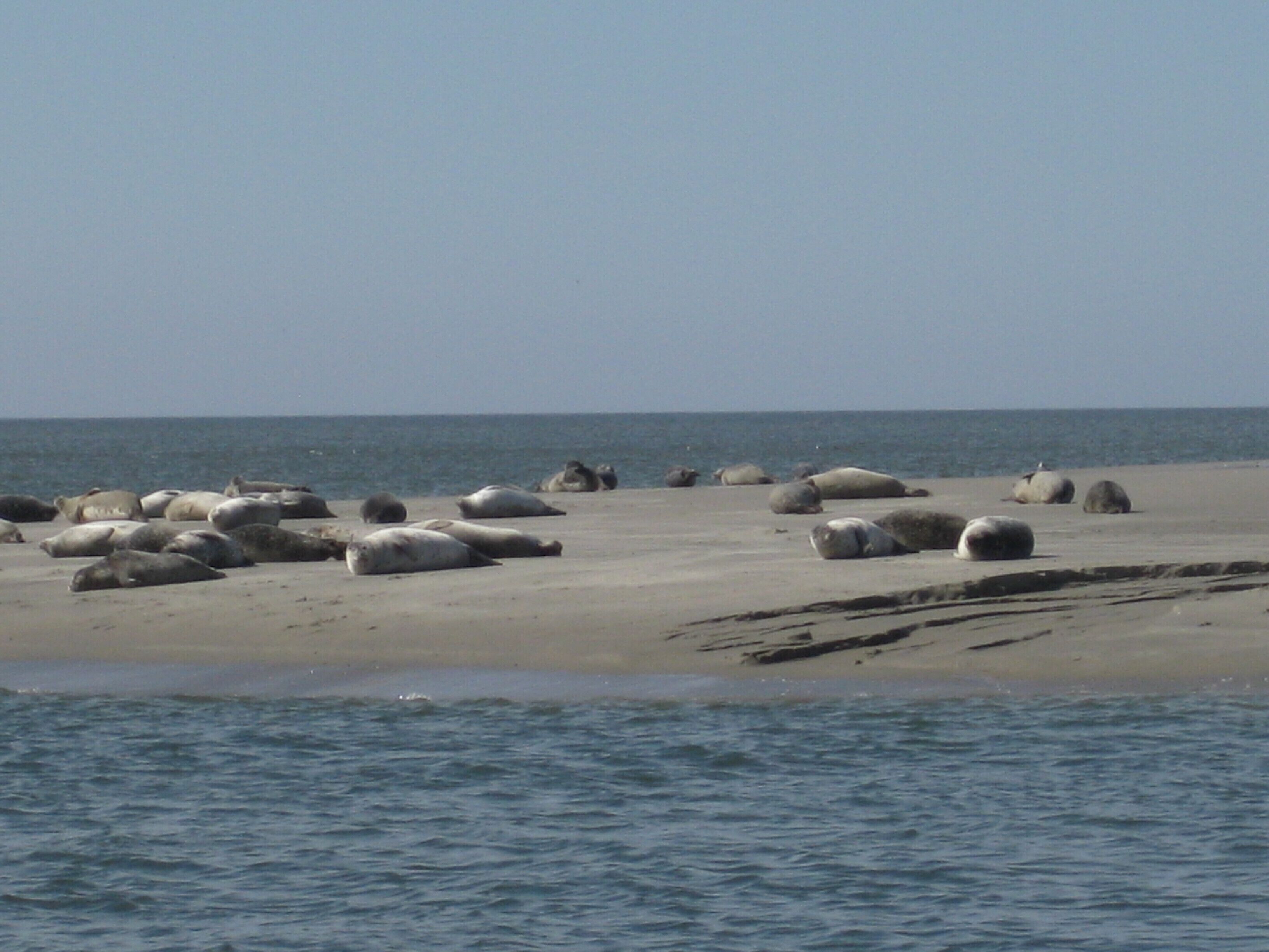 A sandy beach with numerous seals resting on the shore.