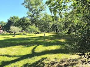 A grassy outdoor area with trees and a building in the background.