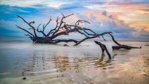 Une plage avec un arbre tombé à l’eau.