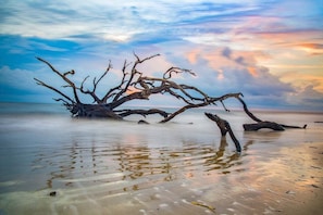 Ein Strand mit einem umgestürzten Baum im Wasser.