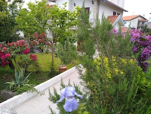 Um jardim residencial com diversas plantas e flores, um caminho e uma casa ao fundo.