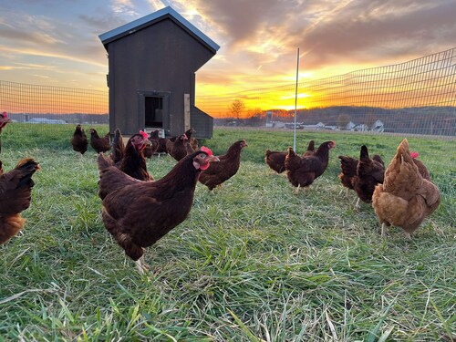 Honey Brook Amish Farm Stay