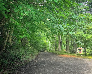 A forested area with a dirt path leading to a small structure. - Creekfront • Pet Friendly • Sleeps 4 • Near Boone & West Jefferson (Todd)
