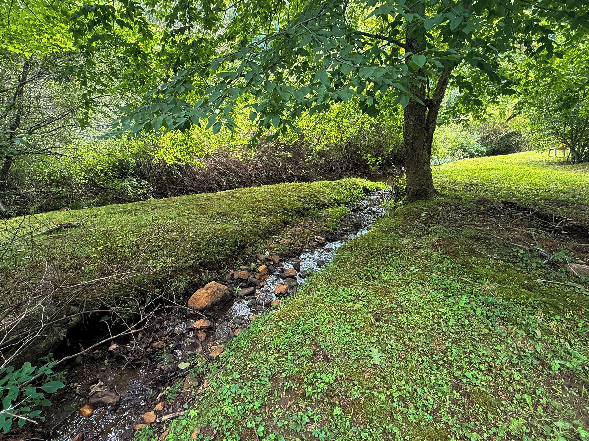 A natural landscape with a stream, trees, and a grassy area.