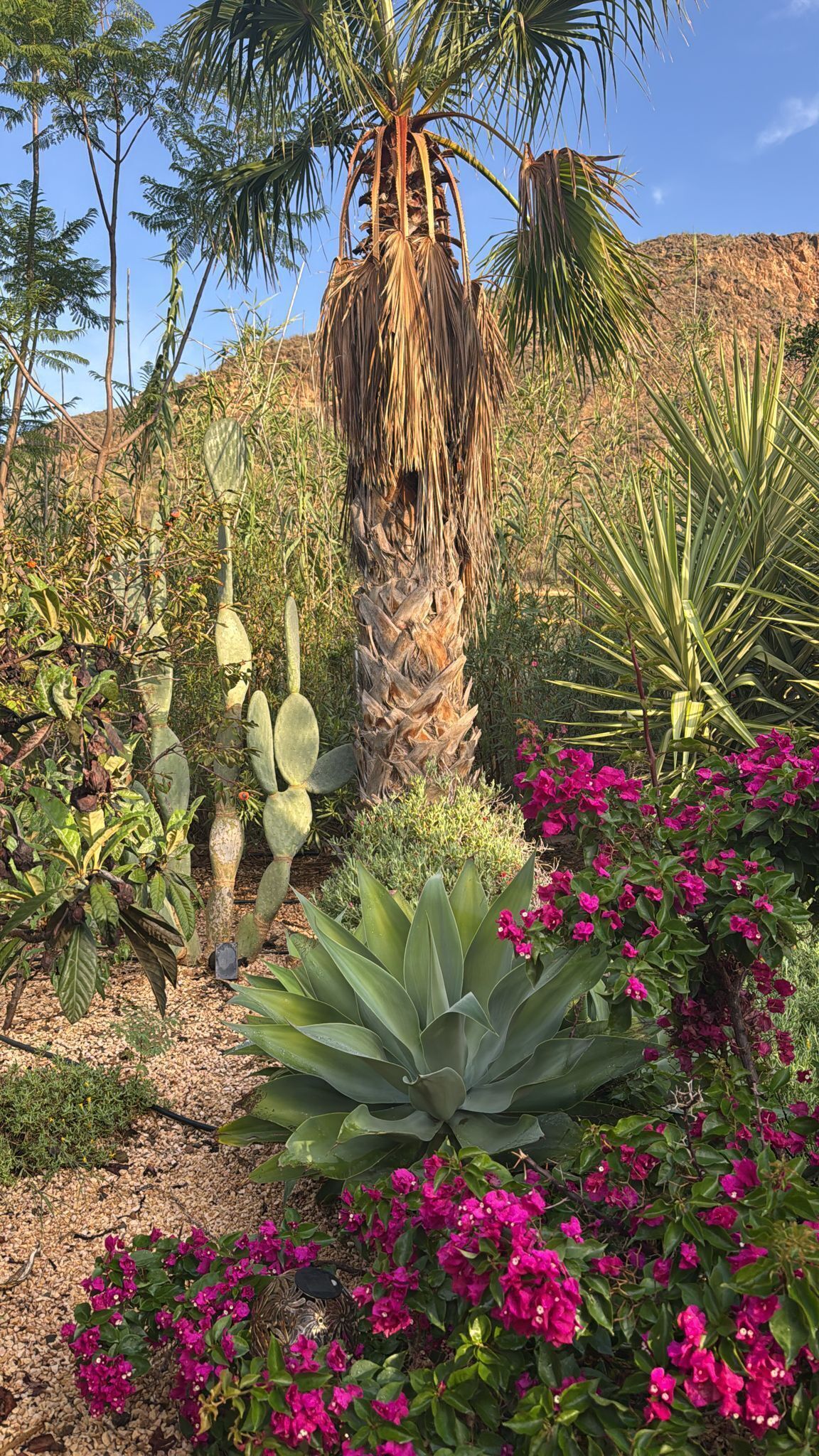 Un jardin désertique où l’on trouve une variété de plantes, notamment un grand palmier, des cactus et de magnifiques fleurs de bougainvillier d’un rose éclatant.