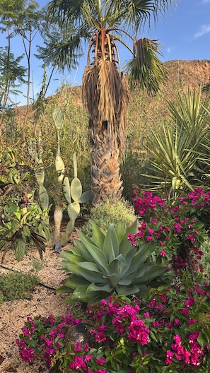 A desert garden with a variety of plants including a prominent palm tree, cacti, and vibrant pink bougainvillea flowers.