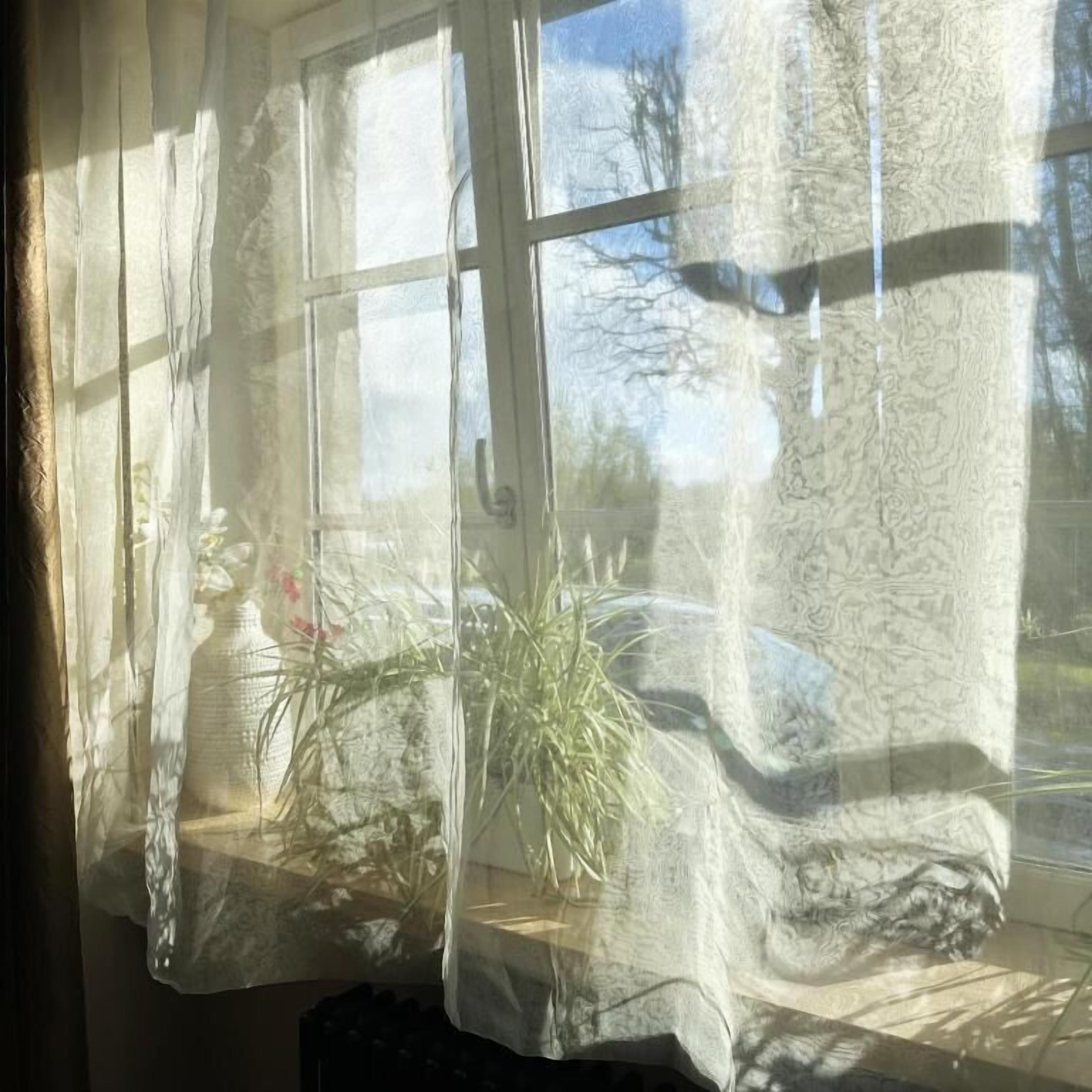 Une fenêtre avec des rideaux légers, une plante en pot et une vue sur les arbres à l’extérieur.