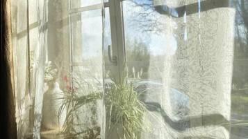 Een raam met dunne gordijnen, een plant in pot en uitzicht op bomen.