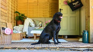A black dog sitting on a wooden deck with a wicker basket and a rolled-up towel nearby.