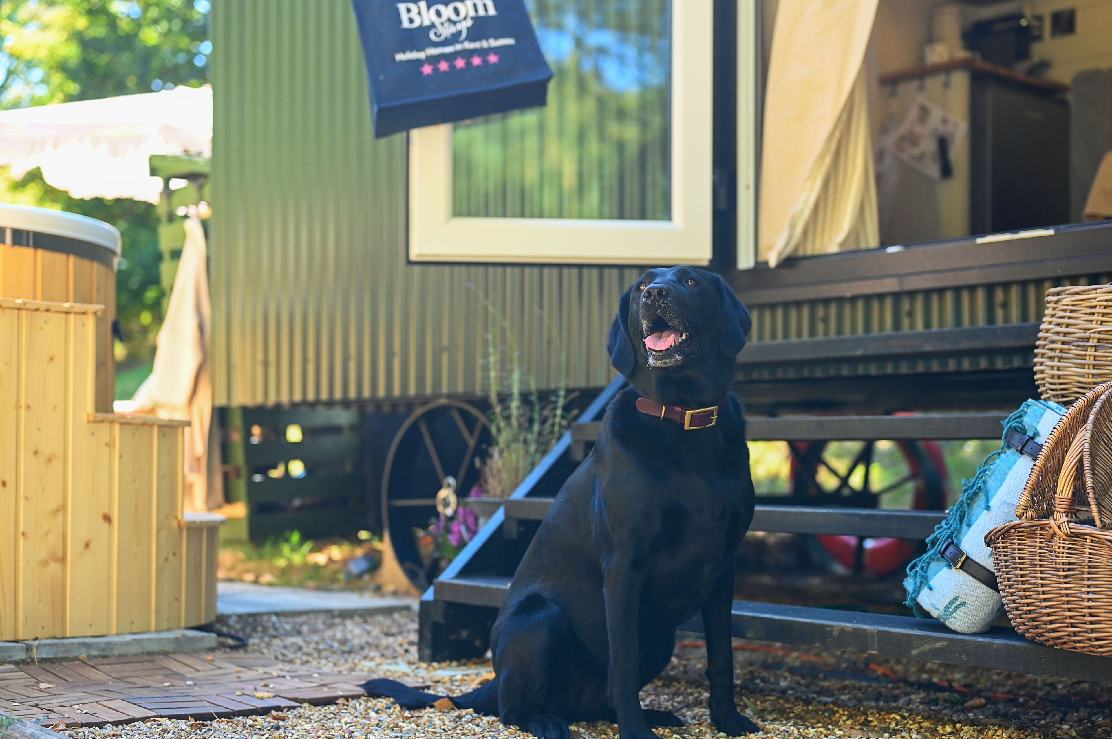 A black dog sitting on a gravel surface with a wooden fence and a green structure in the background.