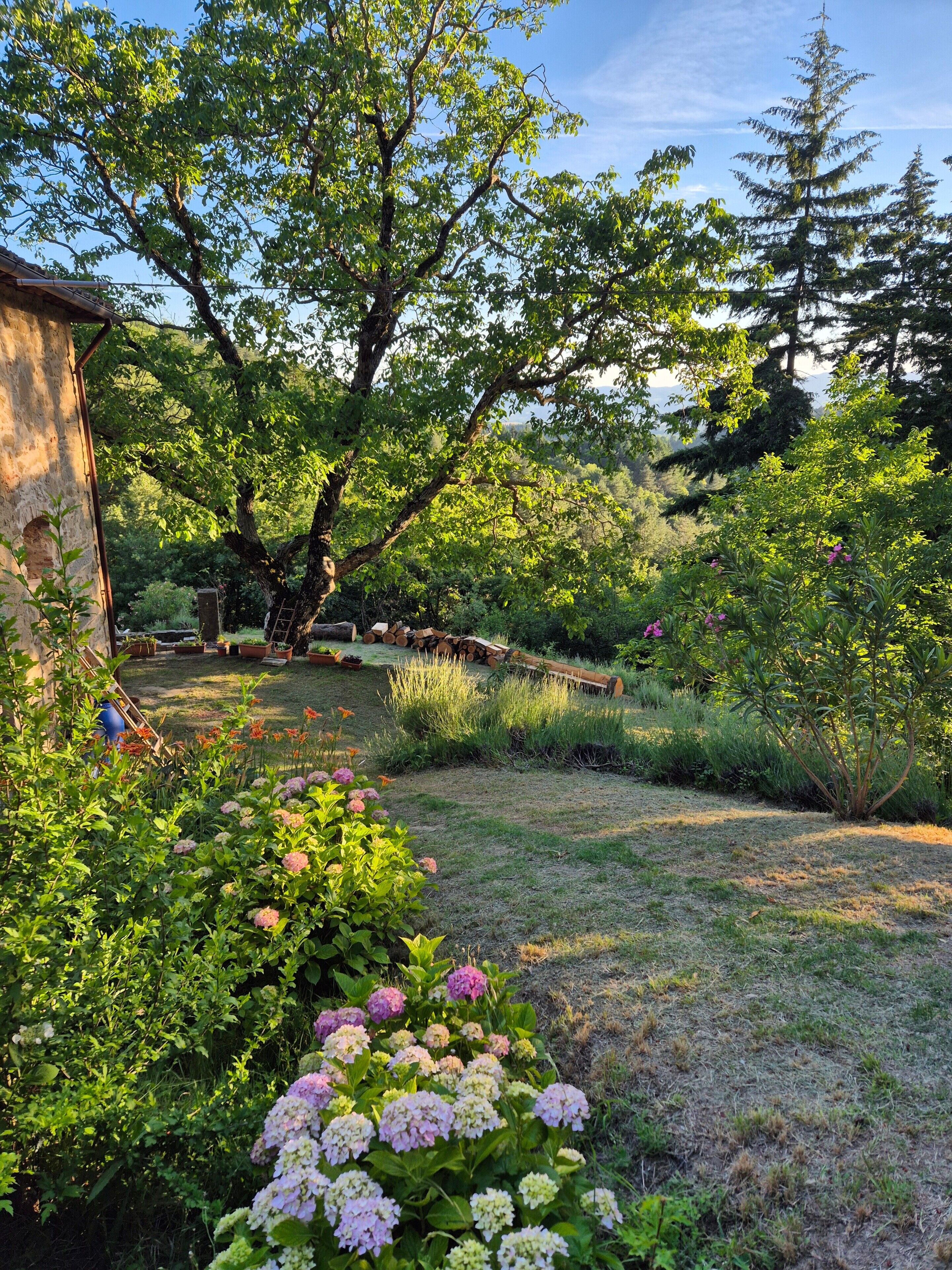A garden with a variety of plants and trees, a wooden structure, and a clear sky.