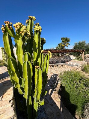 A cactus plant with multiple clusters of fruit, a stone patio, and a wooden pergola with cushions. - Palais Baraya (Essaouira)