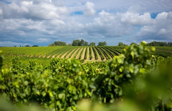 A vineyard with rows of grapevines under a cloudy sky.