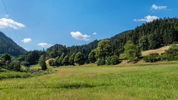 Un paysage rural caractérisé par un ciel dégagé, des champs verdoyants et une colline boisée.