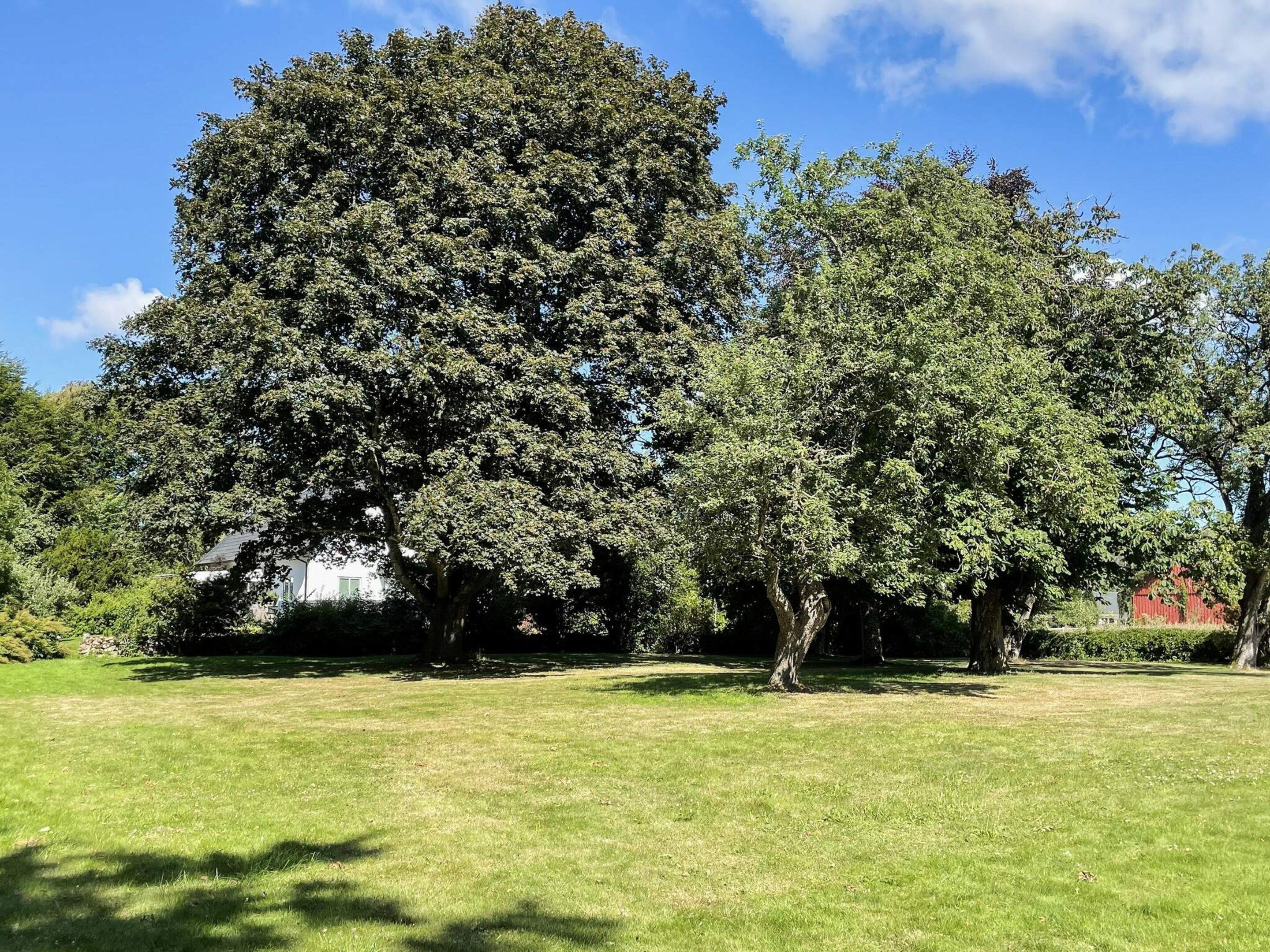A grassy area with large trees and a white building in the background.