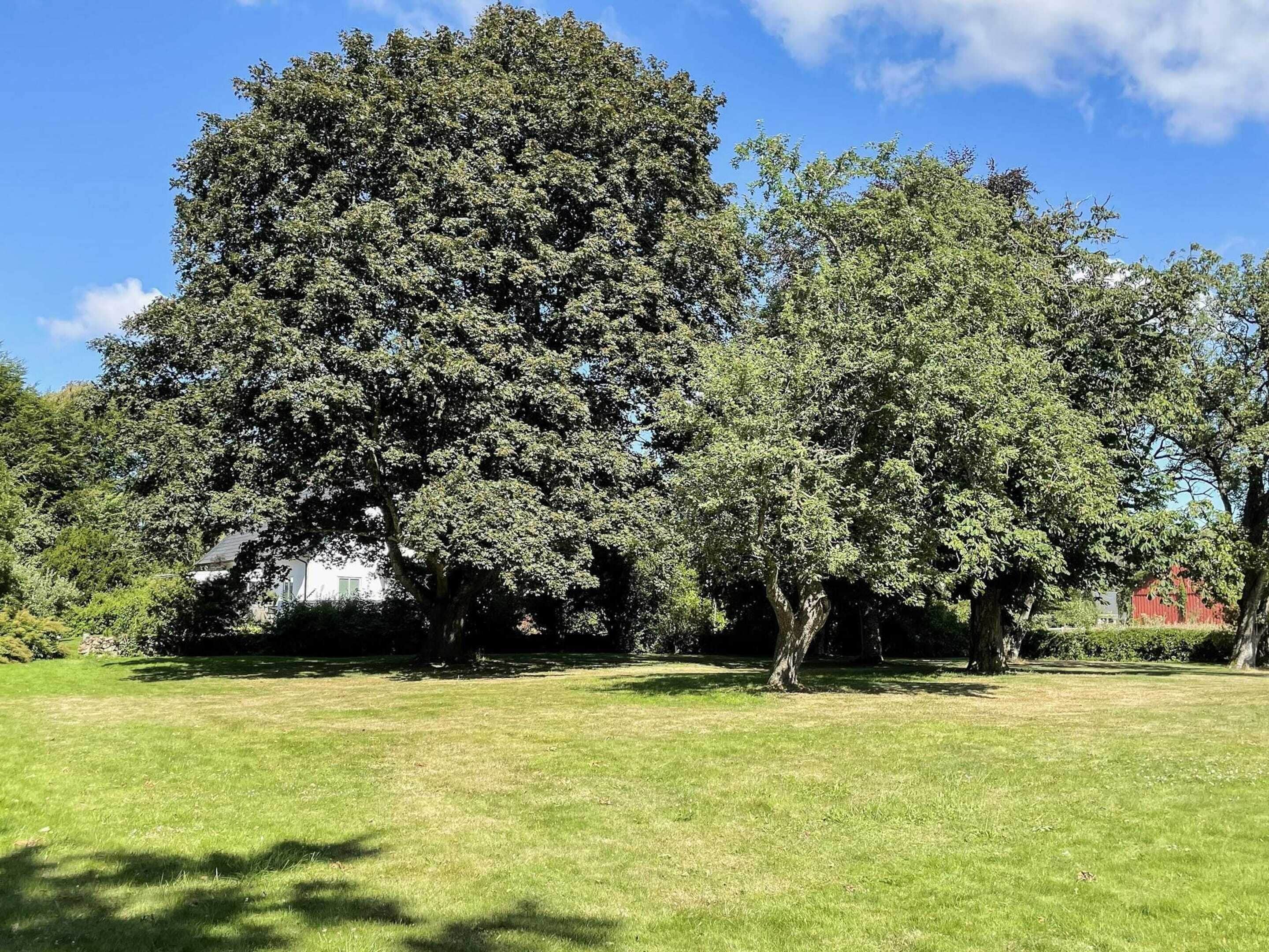 A grassy area with large trees and a building in the background.