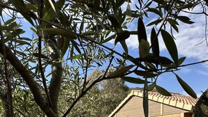 A wooden house with a deck, surrounded by trees and a well-maintained lawn. - The Lava Hills - Girolata (Appietto)