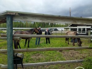 Miscellaneous - Pet-Friendly Coal River Oasis & Restaurant (Northern Rockies B)
