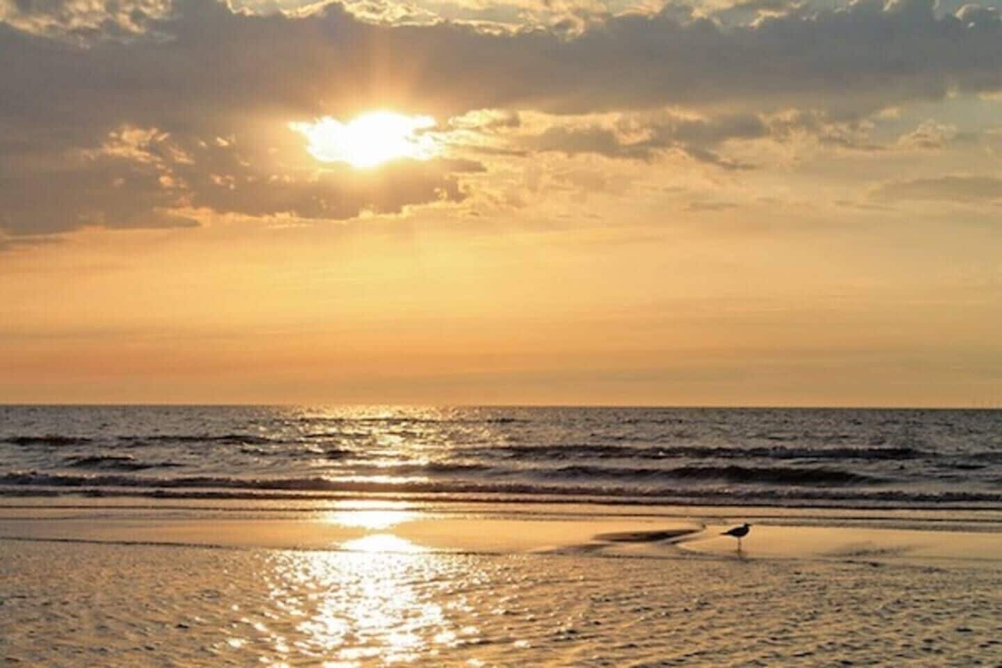 A beach scene with the sun setting over the ocean, waves approaching the shore, and a single bird on the sand.