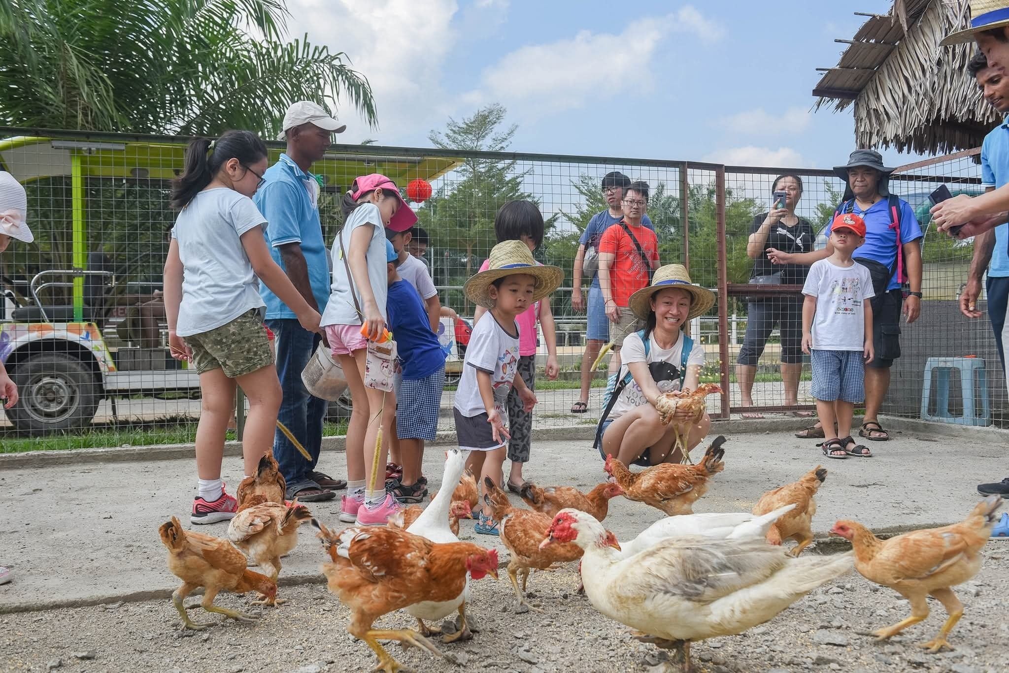 Un grupo de personas interactuando con gallinas en un espacio al aire libre.