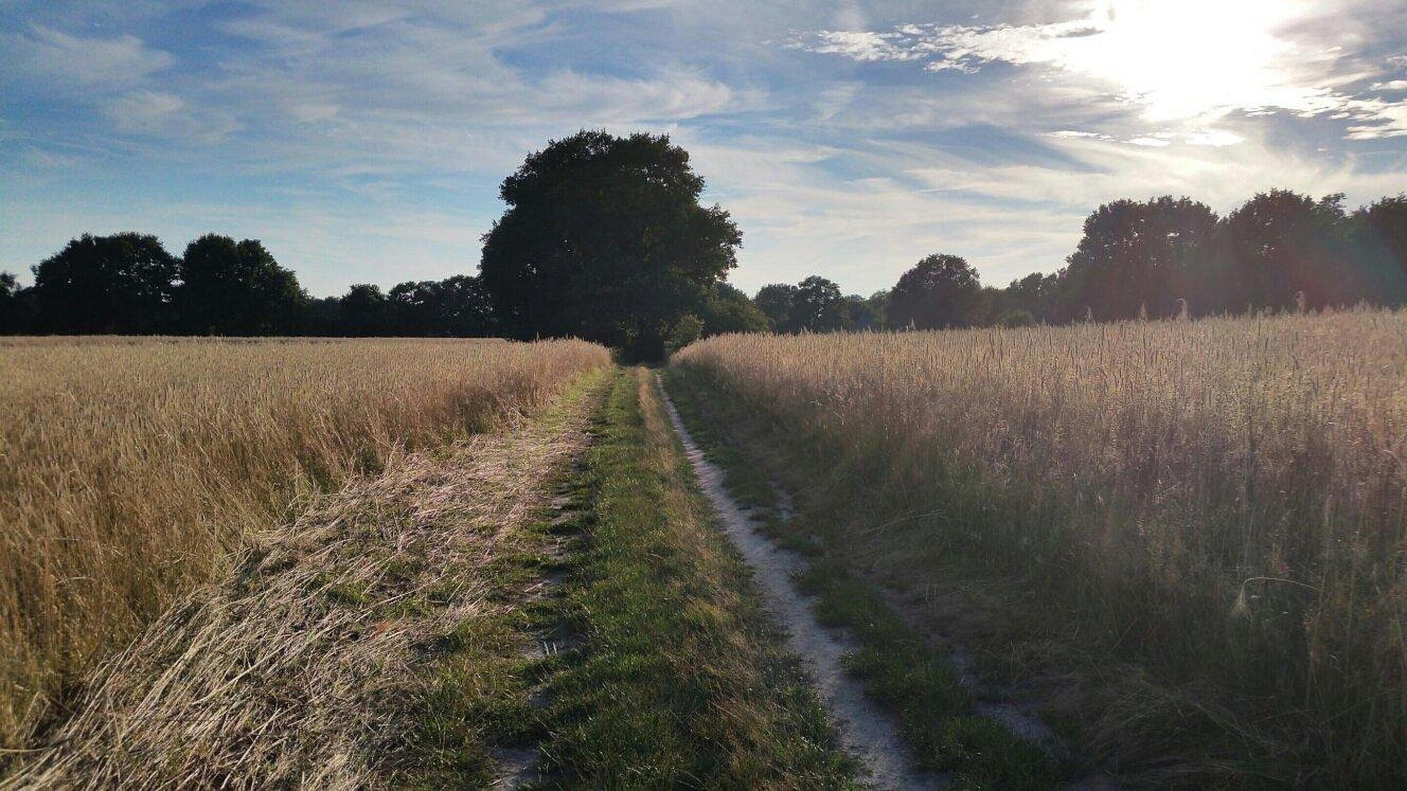A rural landscape with a dirt path leading through a field of tall grass, a large tree in the center, and a clear sky.