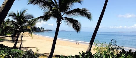 A beach with palm trees and a clear view of the ocean.