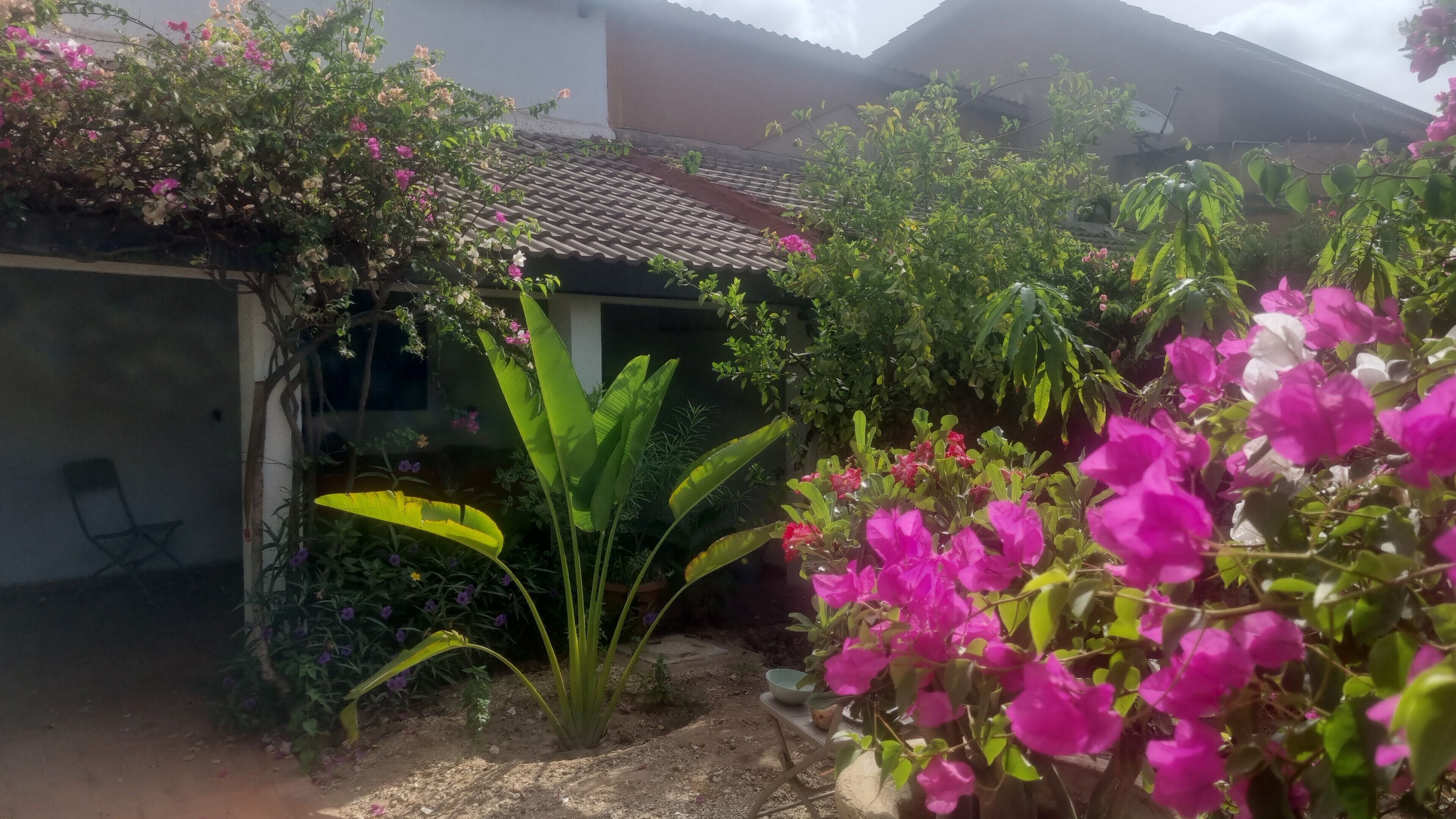 A garden with various plants and flowers, a chair, and a building in the background.