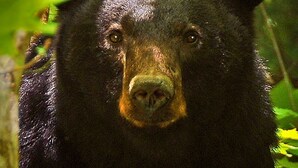 A bear in a forested area. - Hillside Retreat, Modern 2BR Cabin | Hot Tub, Pool Table & Fire Pit (Sevierville)