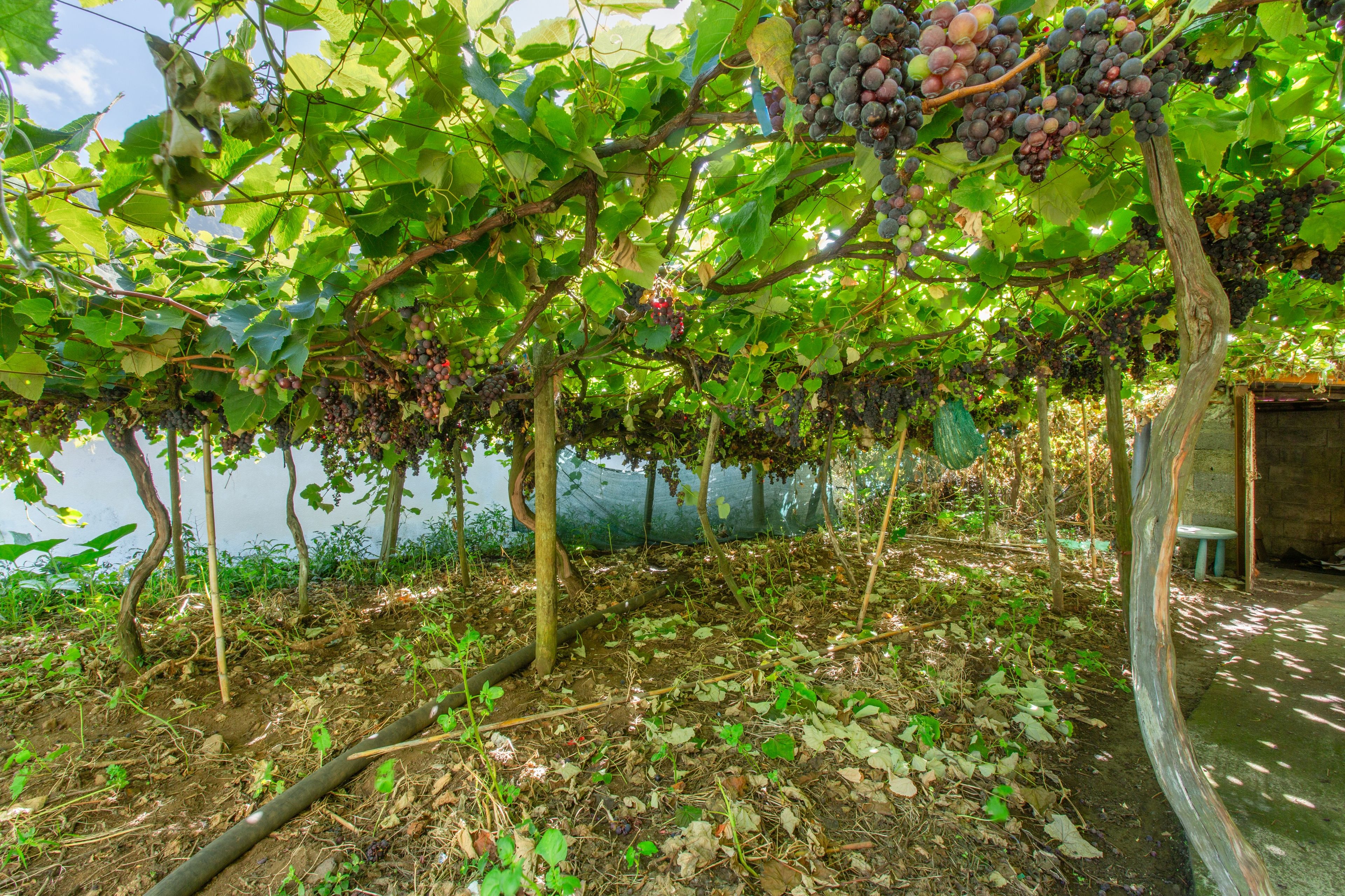 Un vignoble avec des rangs de vignes chargées de grappes de raisin, un mur de pierre et une petite table.