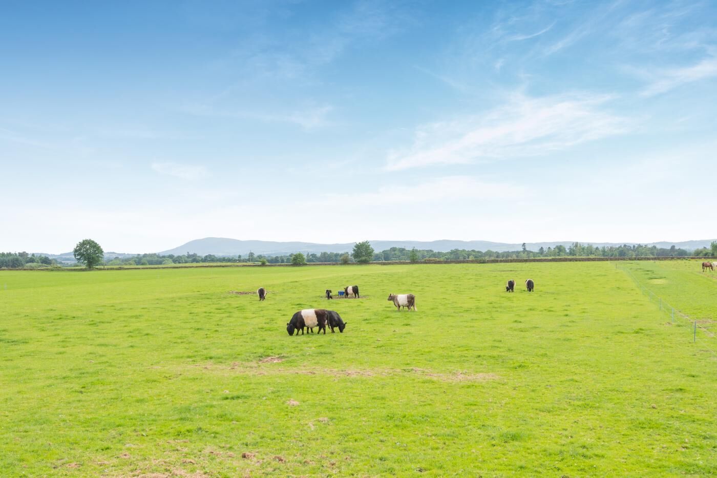 A wide-open grassy field with cattle grazing.
