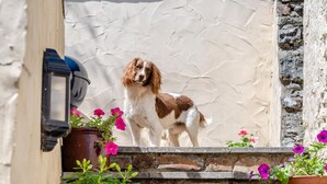 A dog standing on a stone staircase with potted plants and a wall. - 1 Bed in Appledore (oc-l45327) (Appledore)