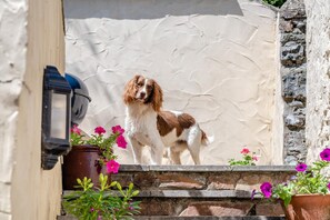 Ein Hund steht auf einer Steintreppe, umgeben von Kübelpflanzen und einer Wand.