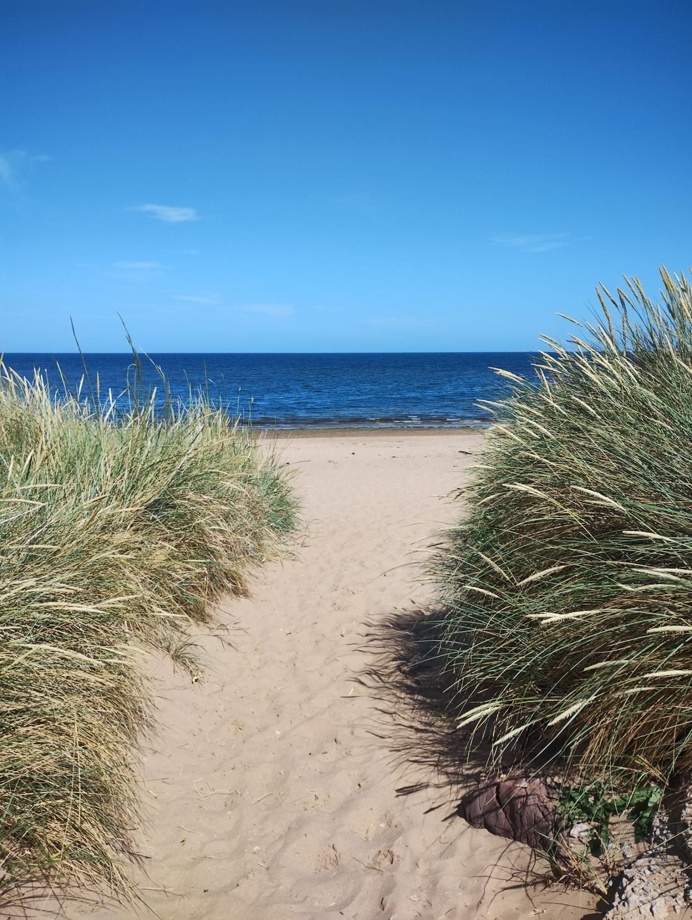 A sandy beach path leading to the ocean with tall grass on either side.