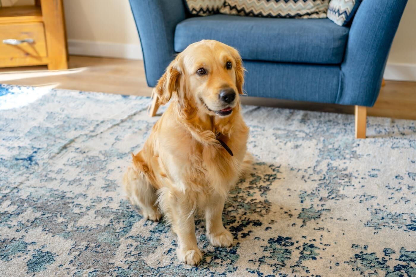 A golden retriever sitting on a patterned rug in a room with a blue armchair and a wooden side table.