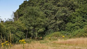 Een natuurlijk landschap met een grasveld voor, diverse bomen en een dicht bos op de achtergrond.