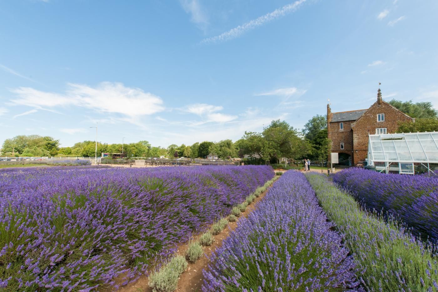 A lavender field with a brick building and a greenhouse in the background.