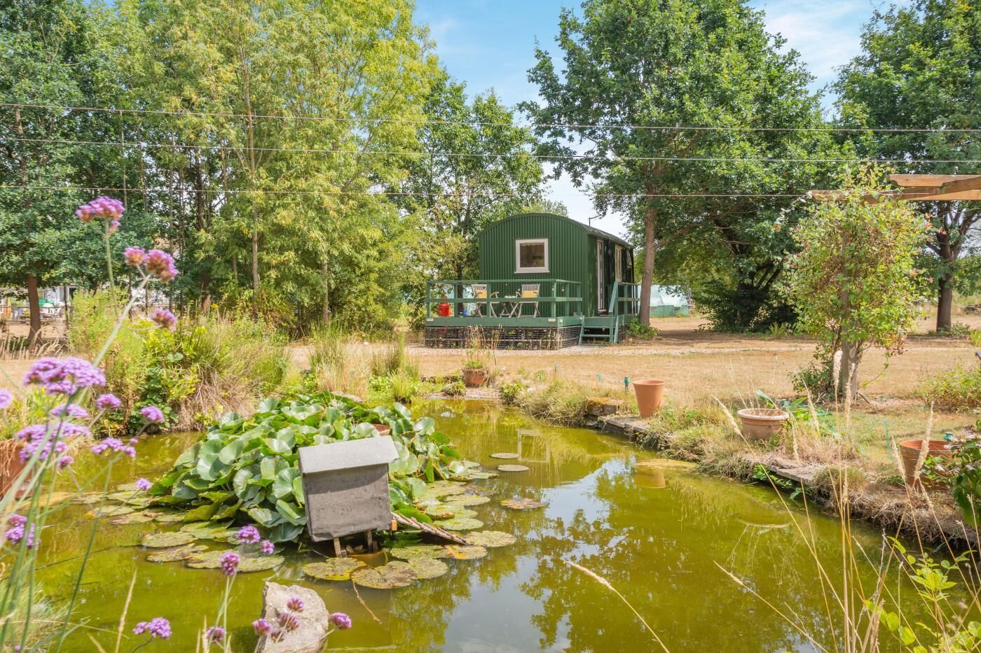 A pond with lily pads and purple flowers, surrounded by trees and a green building with a deck.